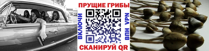 darknet как зайти  Петровск-Забайкальский  Галлюциногенные грибы Psilocybe 